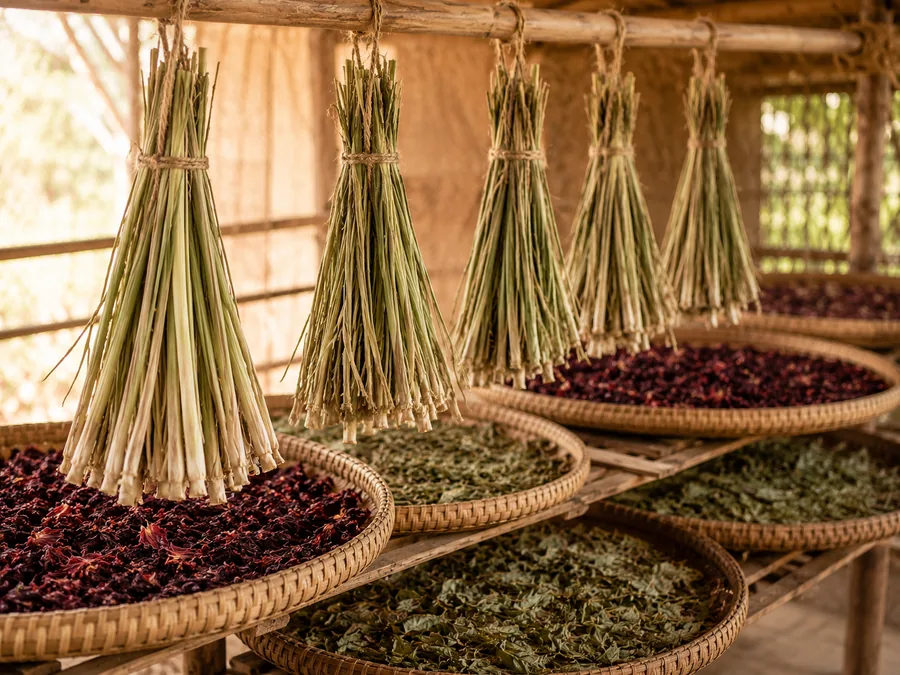 Bottes de citronnelle suspendues et claies d’hibiscus en train de sécher lentement à l’ombre